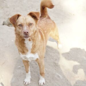 Rosalie – geb. ca. 12/2022