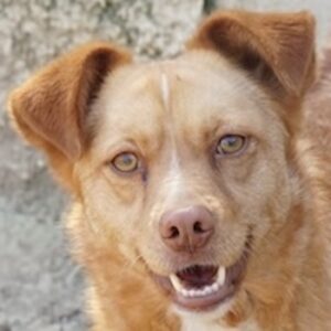 Rosalie – geb. ca. 12/2022