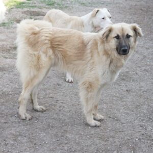 Arlo – geb. ca. 02/2023