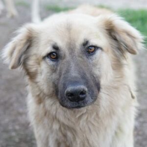 Arlo – geb. ca. 02/2023