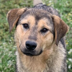 Bruno – geb. ca. 05/2020