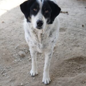 Amaya – geb. ca. 02/2023