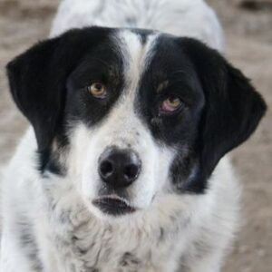 Amaya – geb. ca. 02/2023