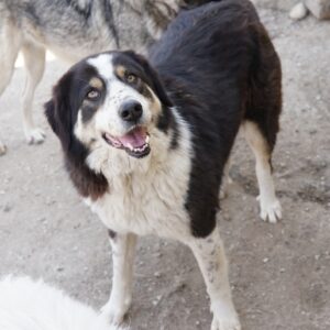 Xanda – geb. ca. 03/2023