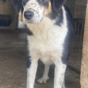 Xanda – geb. ca. 03/2023