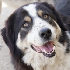 Xanda – geb. ca. 03/2023