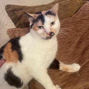 Molaya – geb. ca. 04/2021