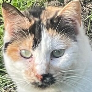 Molaya – geb. ca. 04/2021