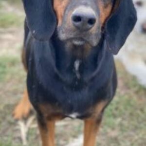 Priska – geb. ca. 08/2021