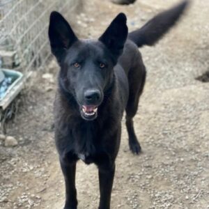 Zanders – geb. ca. 05/2023