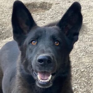 Zanders – geb. ca. 05/2023