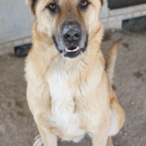 Bendix – geb. ca. 10/2022