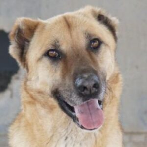 Bendix – geb. ca. 10/2022