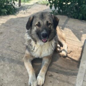 Davio –  geb. ca. 06/2023