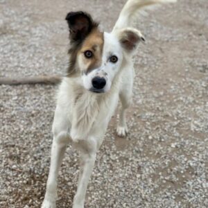 Motti – geb. ca. 07/2023