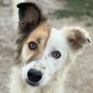 Motti – geb. ca. 07/2023