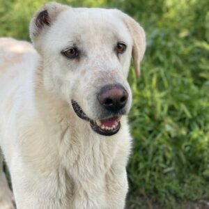 Santa – geb. ca. 06/2023