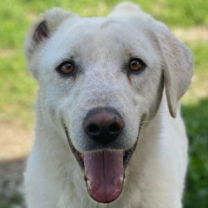 Santa – geb. ca. 06/2023