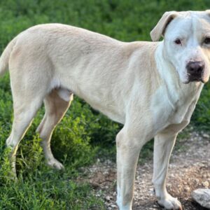 Tyson – geb. ca. 11/2022