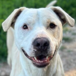 Tyson – geb. ca. 11/2022