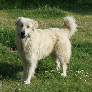 Jako – geb. ca. 09/2023