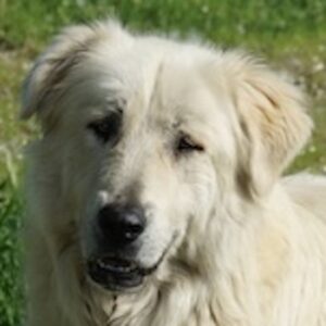 Jako – geb. ca. 09/2023