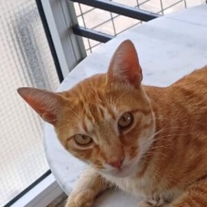 Amando –  geb. ca. 08/2023