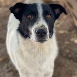 Merenda – geb. ca. 02/2023