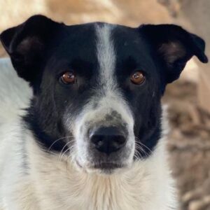 Merenda – geb. ca. 02/2023