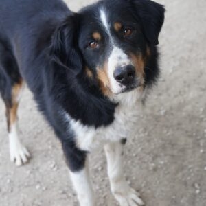 Silvan – geb. ca. 02/2023