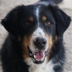 Silvan – geb. ca. 02/2023