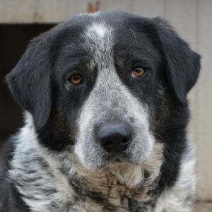 Malik – geb. ca. 02/2022