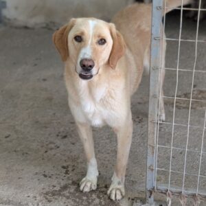 Sheldon – geb. ca. 11/2023