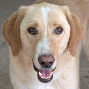 Sheldon – geb. ca. 11/2023
