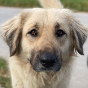 Hermine Granger – geb. ca. 12/2023