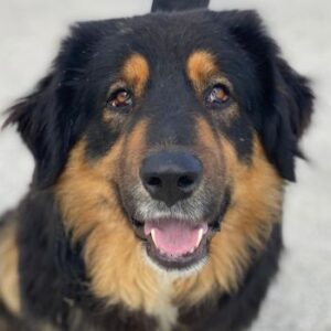 Rubeus Hagrid – geb. ca. 12/2023