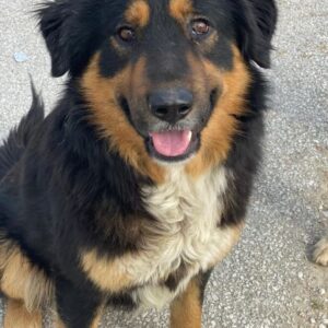 Sirius Black – geb. ca. 12/2023