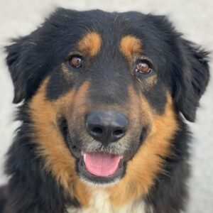 Sirius Black – geb. ca. 12/2023