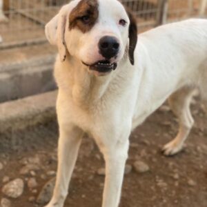 Mäx – geb. ca. 01/2024