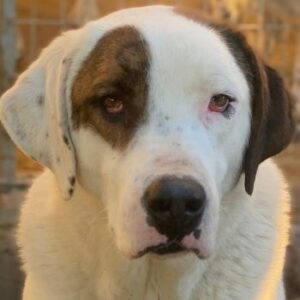 Mäx – geb. ca. 01/2024