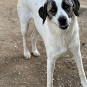 Antoya – geb. ca. 02/2024