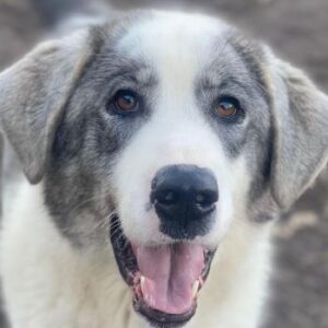 Ryat – geb. ca. 12/2023