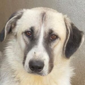 Sido – geb. ca. 02/2024