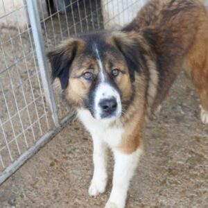 Kroos – geb. ca. 03/2024