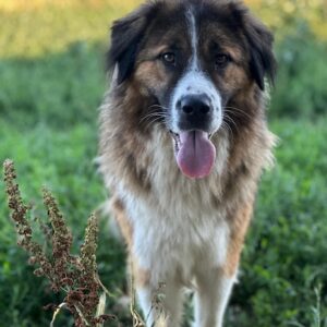 Kroos – geb. ca. 03/2024