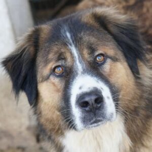 Kroos – geb. ca. 03/2024