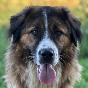 Kroos – geb. ca. 03/2024