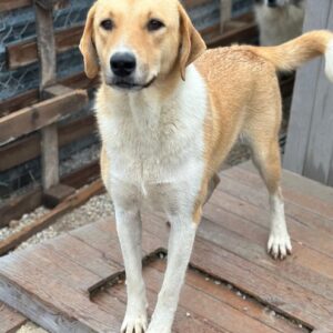 Padme – geb. ca. 04/2024