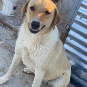 Padme – geb. ca. 04/2024