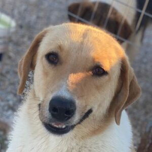 Padme – geb. ca. 04/2024